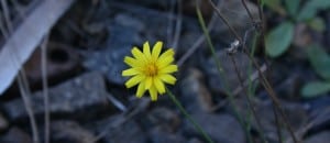 Stock_FlowerInCoal_UnaNowlingWeb