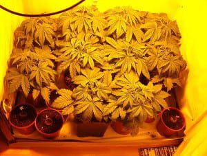 Stock_Cannabis_growing