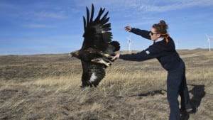 Jade+Clabaugh+eagle+observation+specialist+_mid