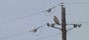 Avian-Protection-598